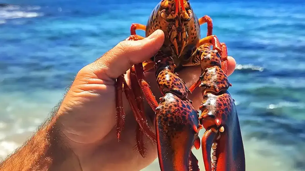 Lobster Claws